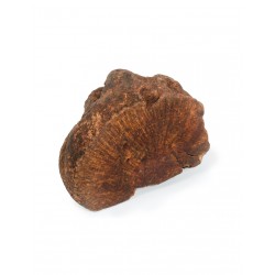 Nature Delì Wild Radice di Tubero Medium 300-500 g