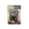 Cani da Premio IL CARLINO